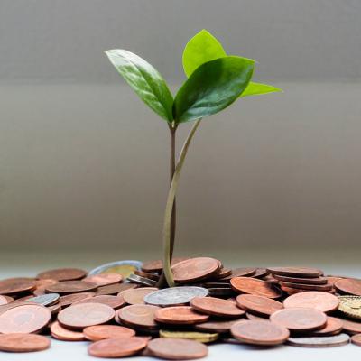 Plantita creciendo en una maceta de monedas